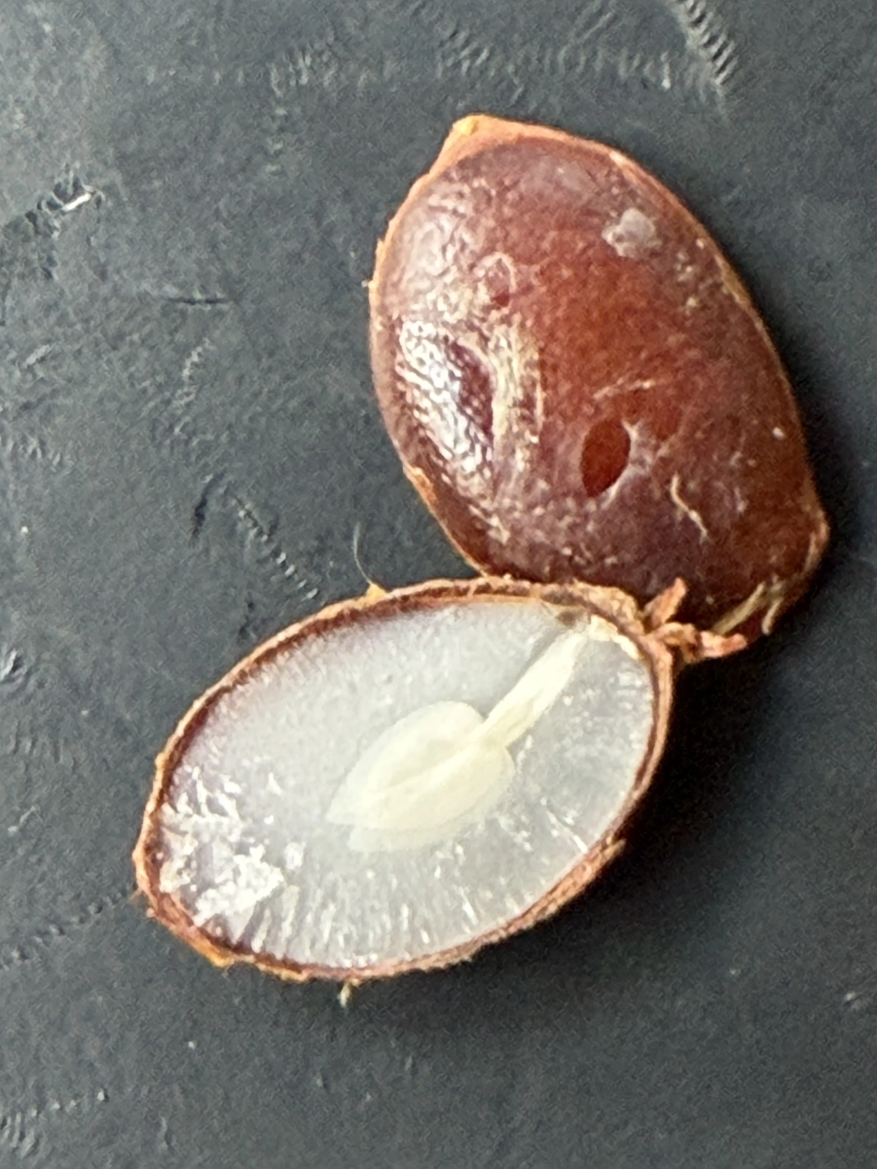 Project The Persimmon Seed Is Predicting a Rough Winter image