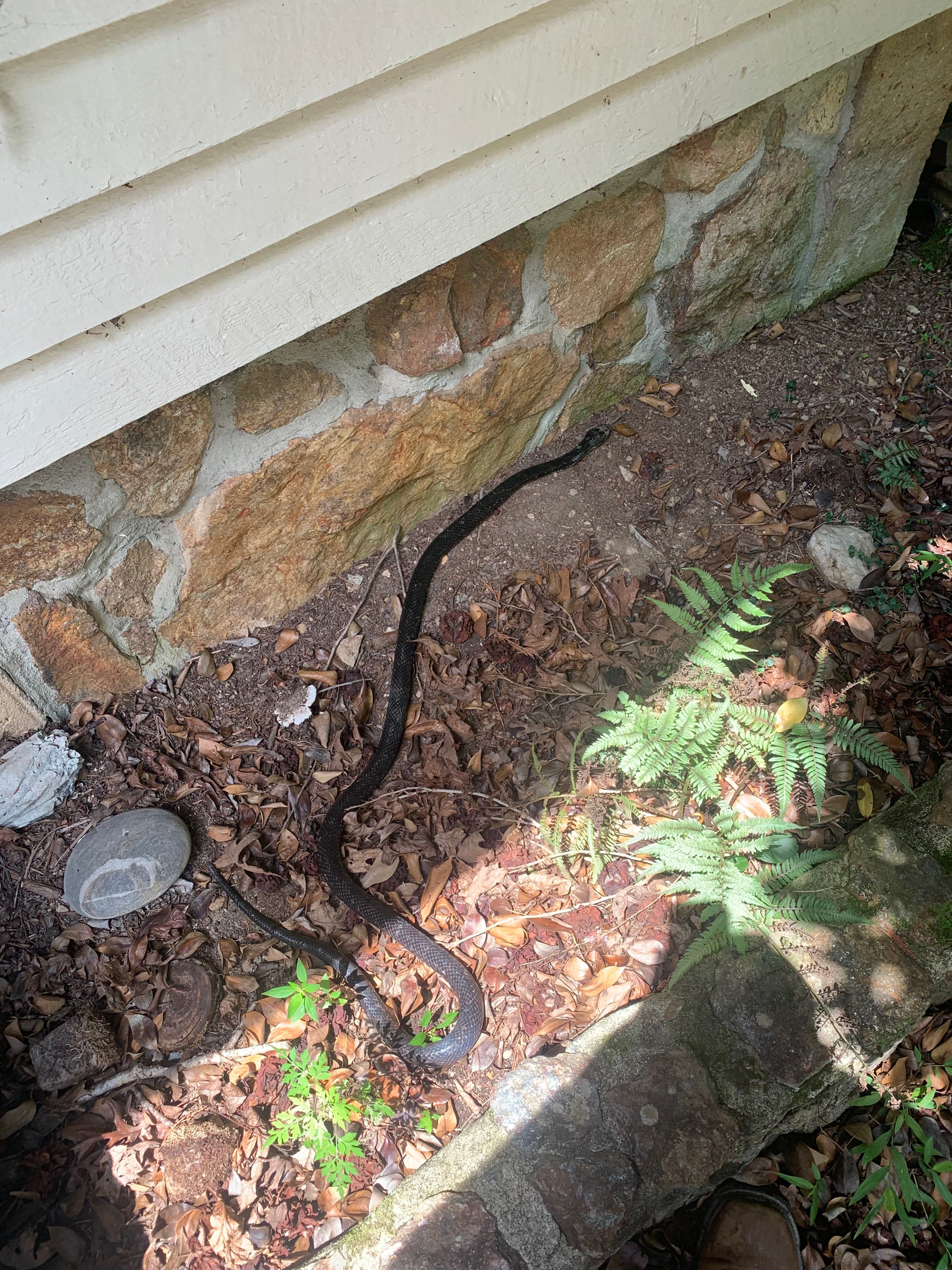 Project Generator Installs, Unexpected Wildlife and All image
