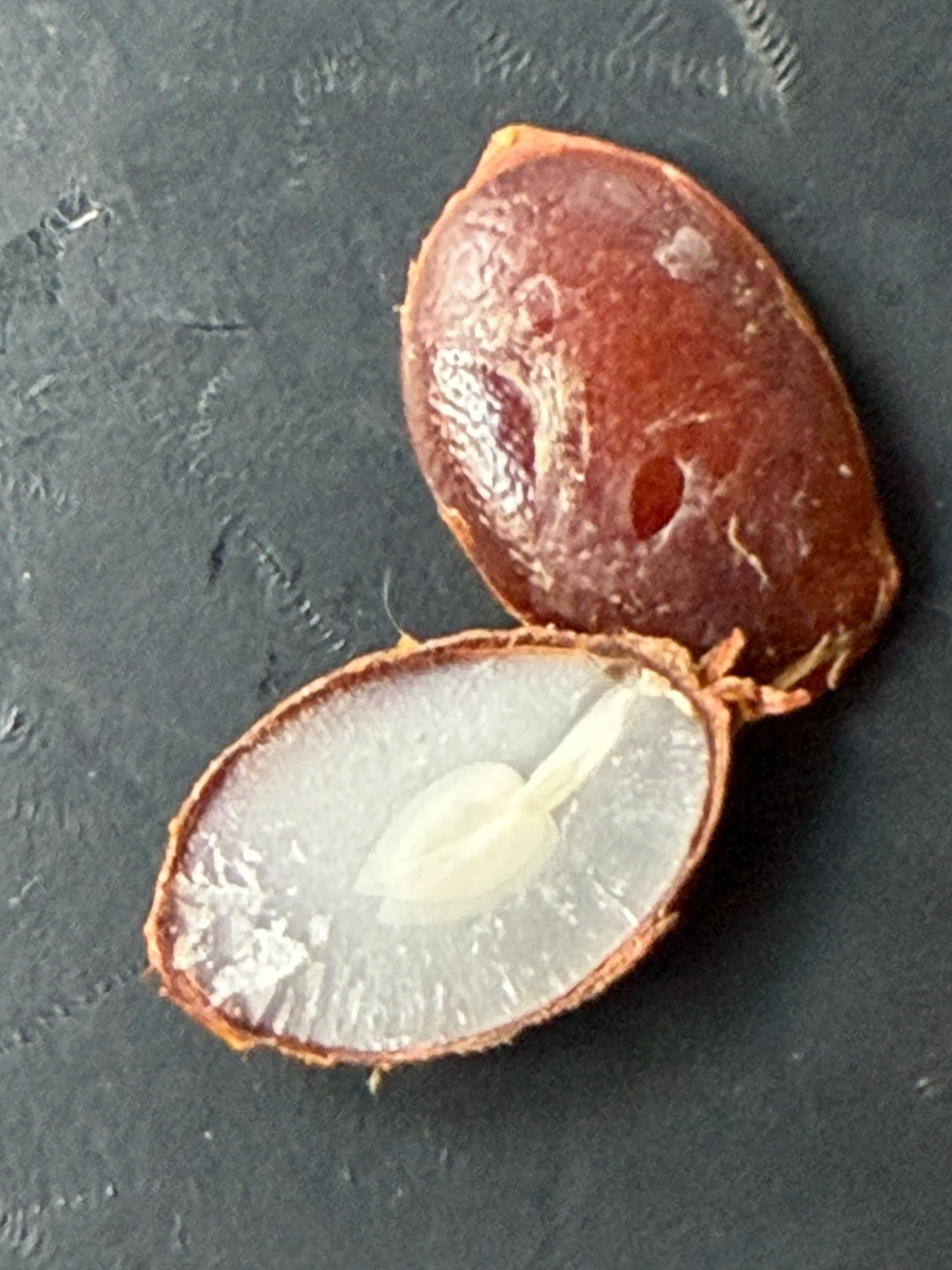 The Persimmon Seed Is Predicting a Rough Winter image